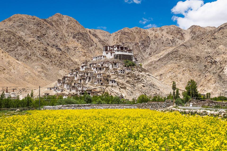 Temple and Yellow Flowers, Ladakh, India